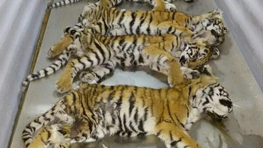 Dozens of dead tiger cubs found in Thai temple freezer - CBS News