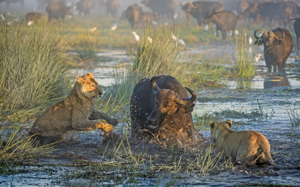 Ultimate Protector: Lion Defend Mother & Calf