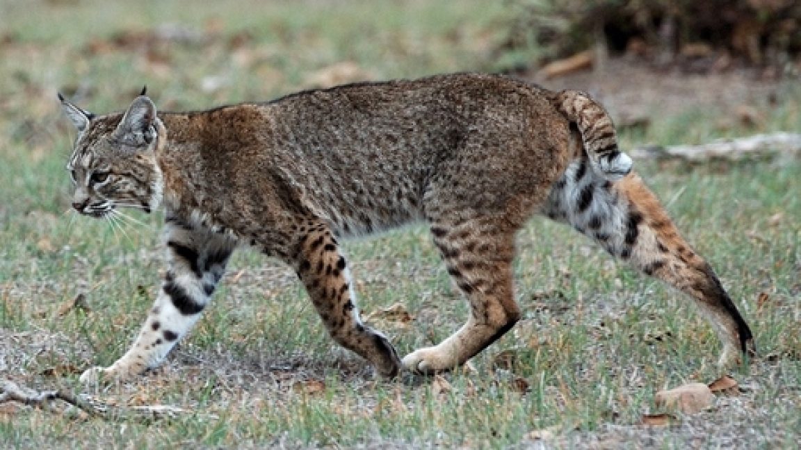 Bobcat Attacks Eagle and Steals Its Prey