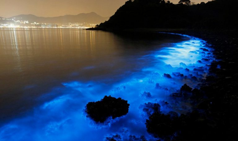 5 Places Where the Ocean Literally Glows in the Dark