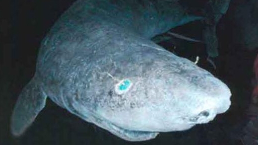 greenland-shark-2