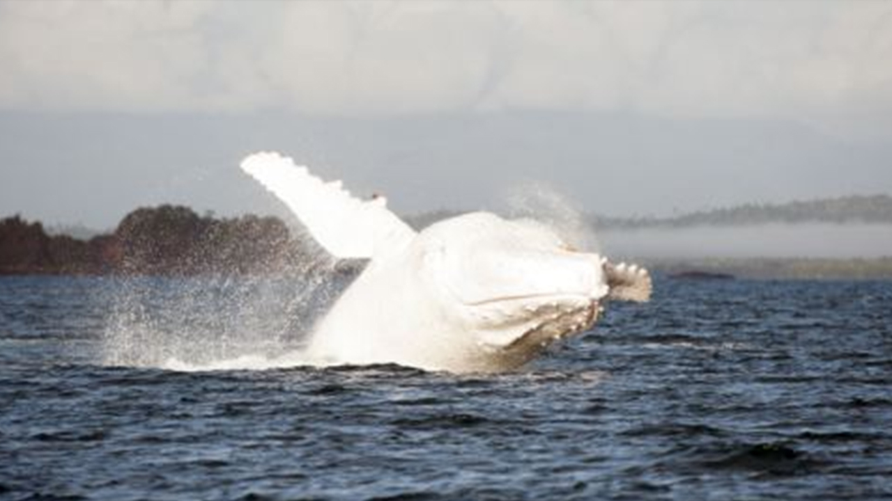 Albino Humpback Whale