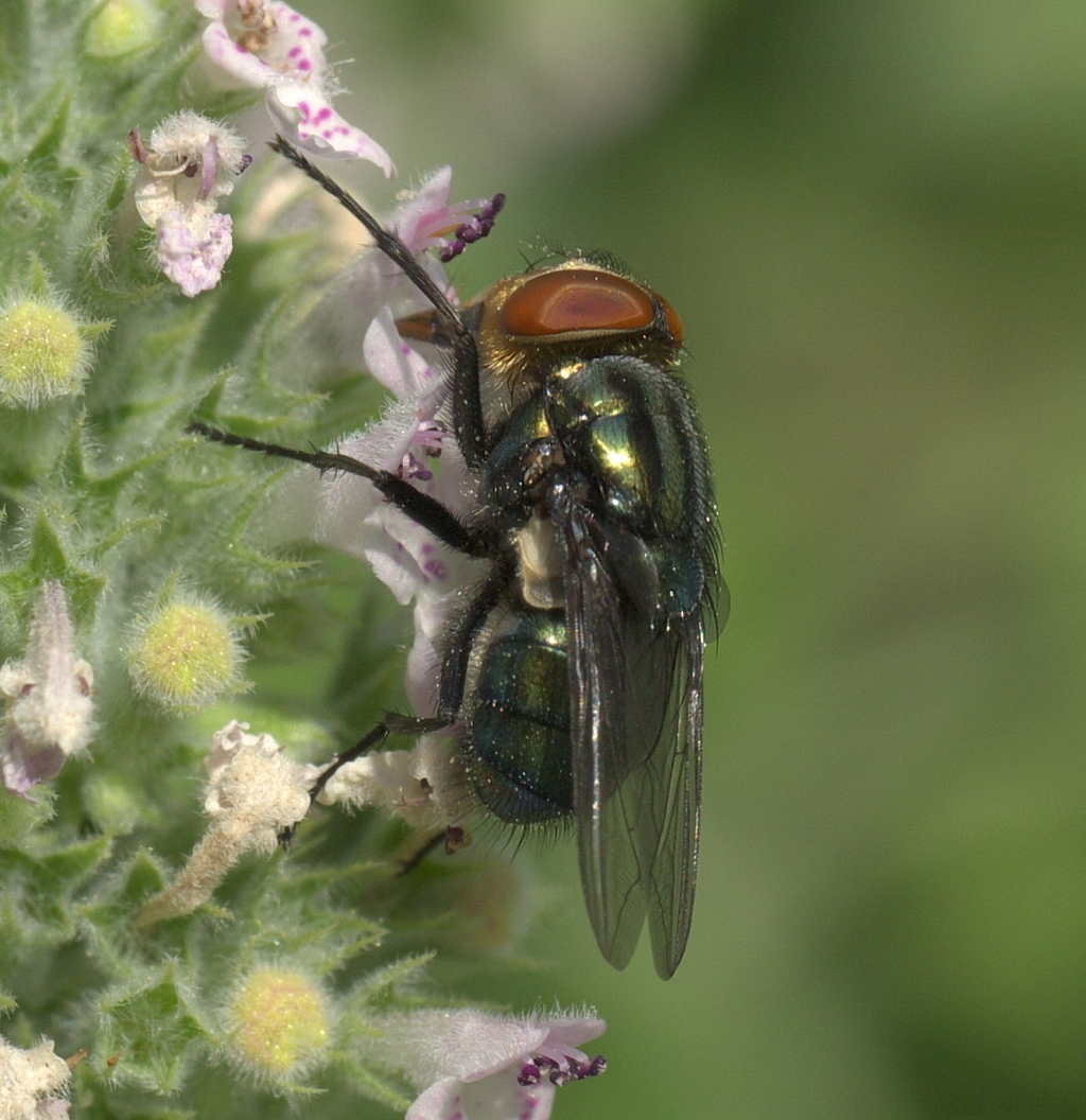 secondary_screwworm_fly_cochliomyia_macellaria