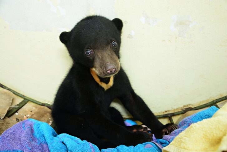 Rescued 10-Pound Cub Brings Hope For Her Disappearing Species