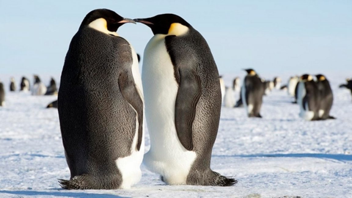 colossus penguin
