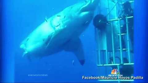 goblin shark attack gif