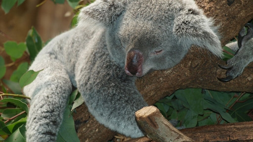 koala-1