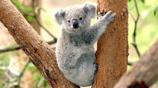 koala-2