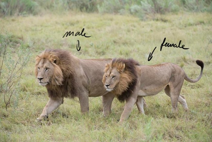 Lionesses Grow Manes, Start Acting Like Males