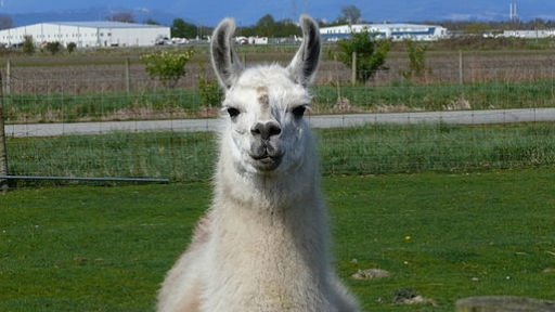 llama-web