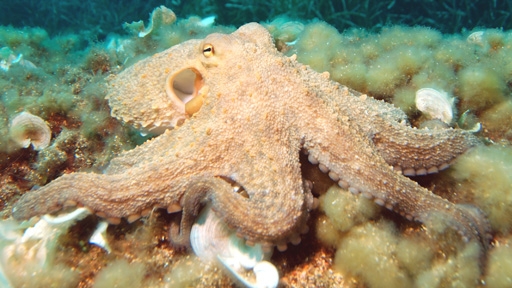 Octopus 