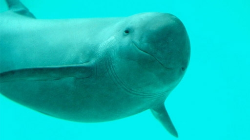 porpoise