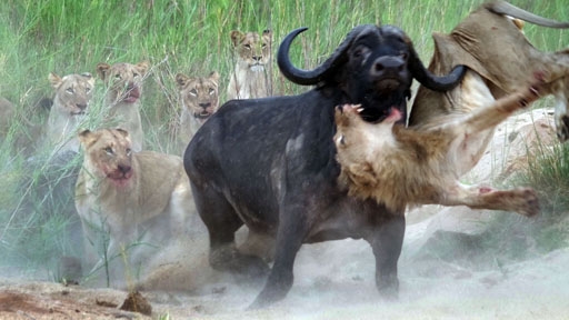 Buffalo Catapults Attacking Lion To Save Calf