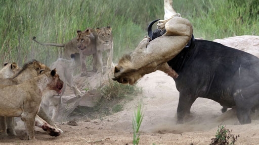 Buffalo Catapults Attacking Lion To Save Calf