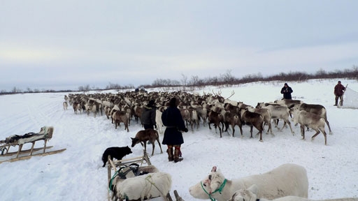 naryan-mar_reindeer-resized