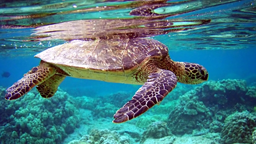 green-sea-turtle