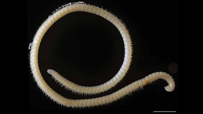 Photo: Paul Marek/Virginia Tech