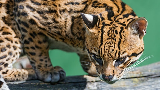 ocelot