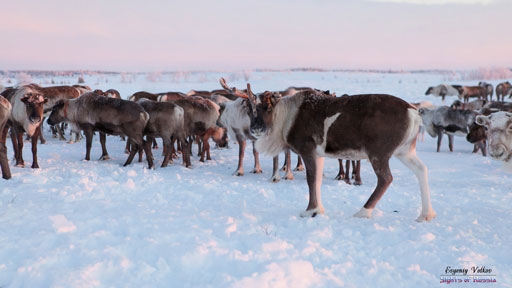 reindeer-siberia-yamal-peninsula