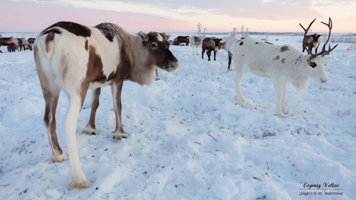 reindeer-yamal-peninsula