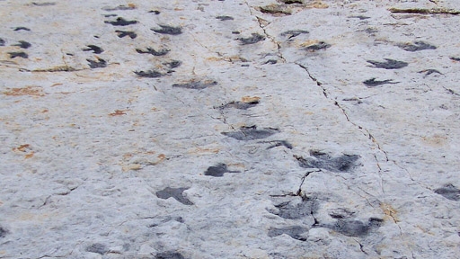 Tracks Predating Dinosaurs Discovered in Nevada