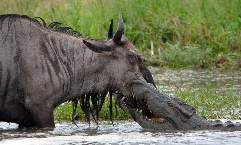 The croc drags the unsuspecting wildebeest into the water.