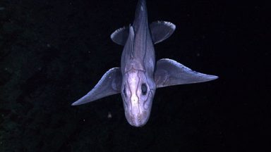 Rare Footage Of The Haunting Ghost Shark