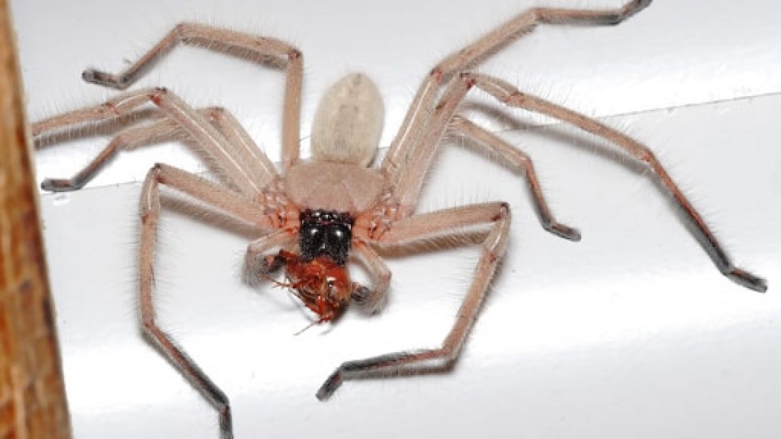 Super-Fast Huntsman Spiders Are the Size of Dinner Plates