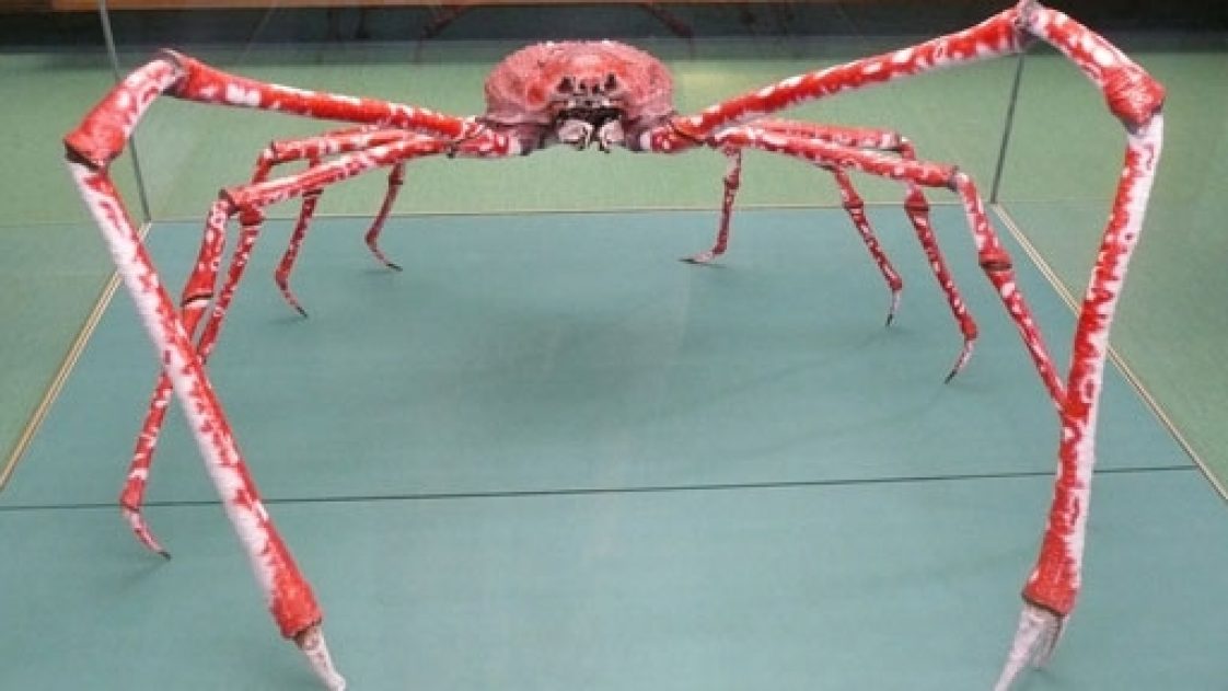 how big is a spider crab