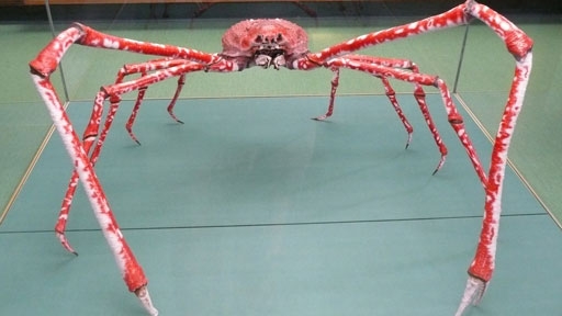Giant Japanese Spider Crabs Can Grow Bigger Than People