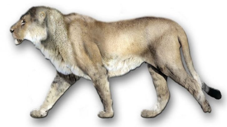 Lions Once Roamed America