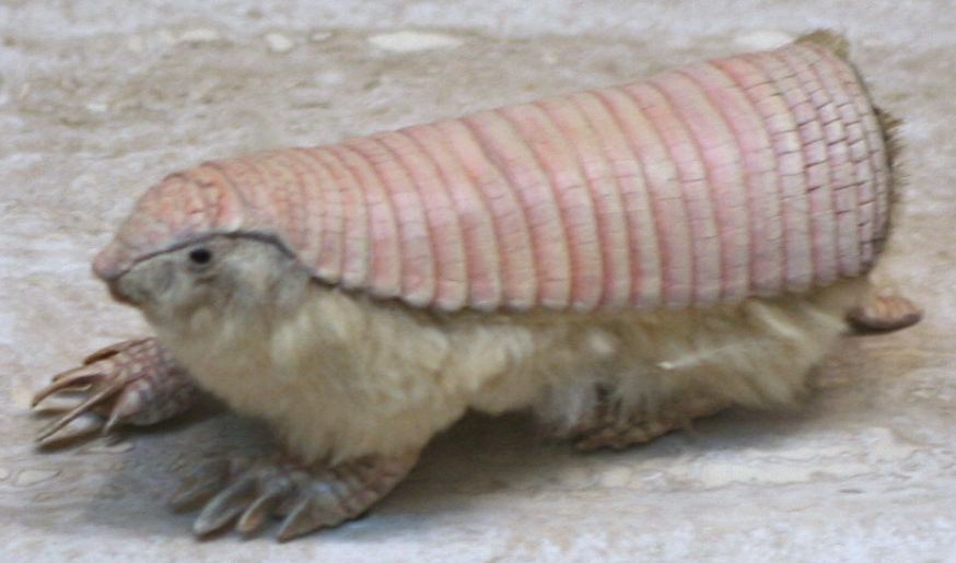 armadillo rolled up