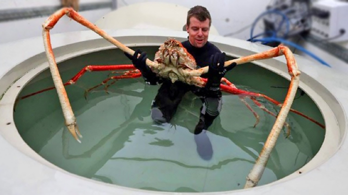 Giant Japanese Spider Crabs Can Grow Bigger Than People