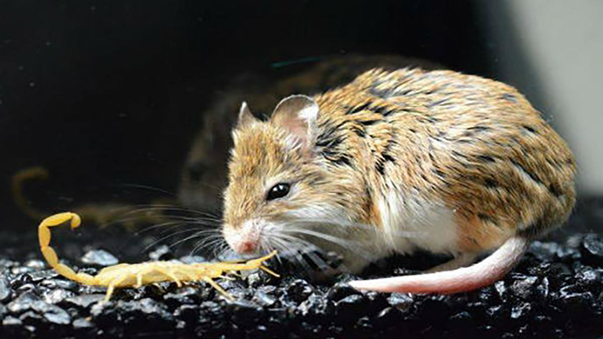 Ferocious Mice Hunt Scorpions for Dinner