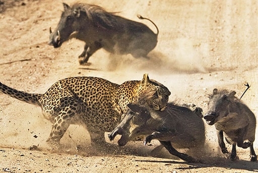 Warthog Saves Baby froм Leopard