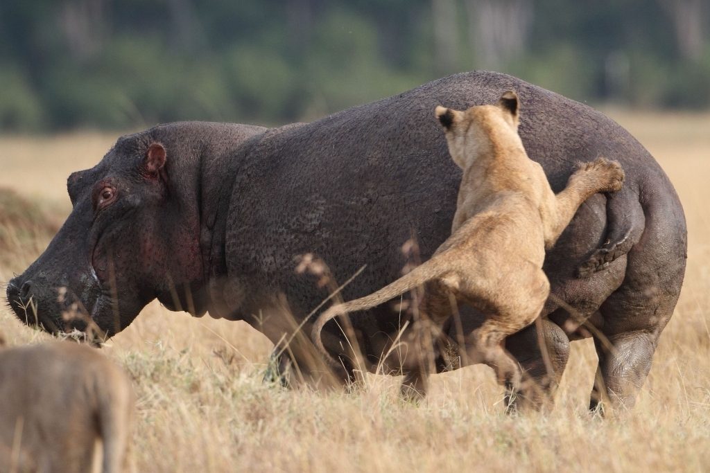 hippo bites lion