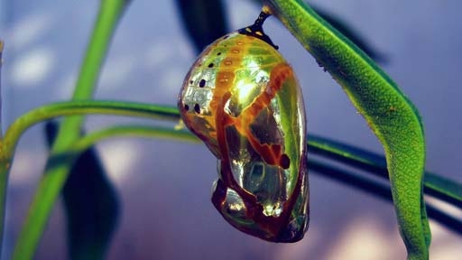 chrysalis