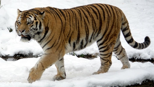 These Amazing Big Cats Once Walked The Earth