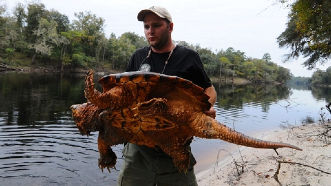 Alligator Snapping Turtles Outweigh the Average Human + 9 More Amazing