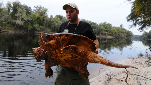 Monster-sized snapping turtle weighing 100 POUNDS is pulled from a river in  Florida