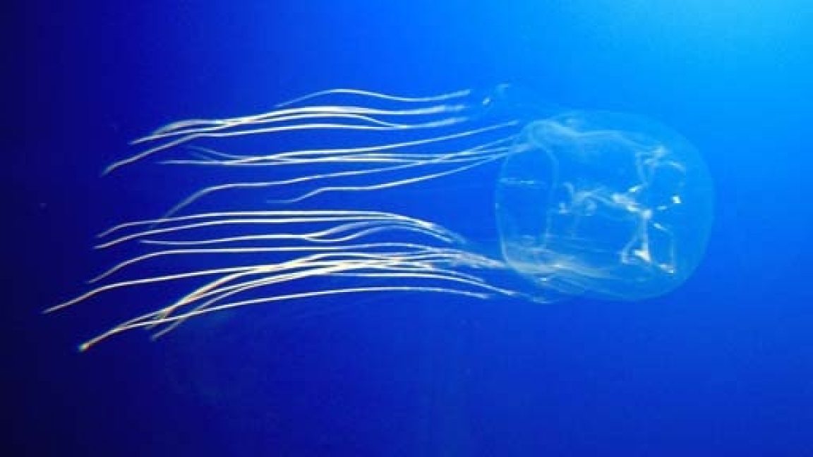 10 of the Deadliest Venomous Animals on Earth