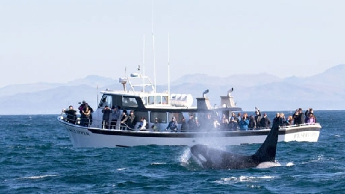 killer whale attacks sailboat
