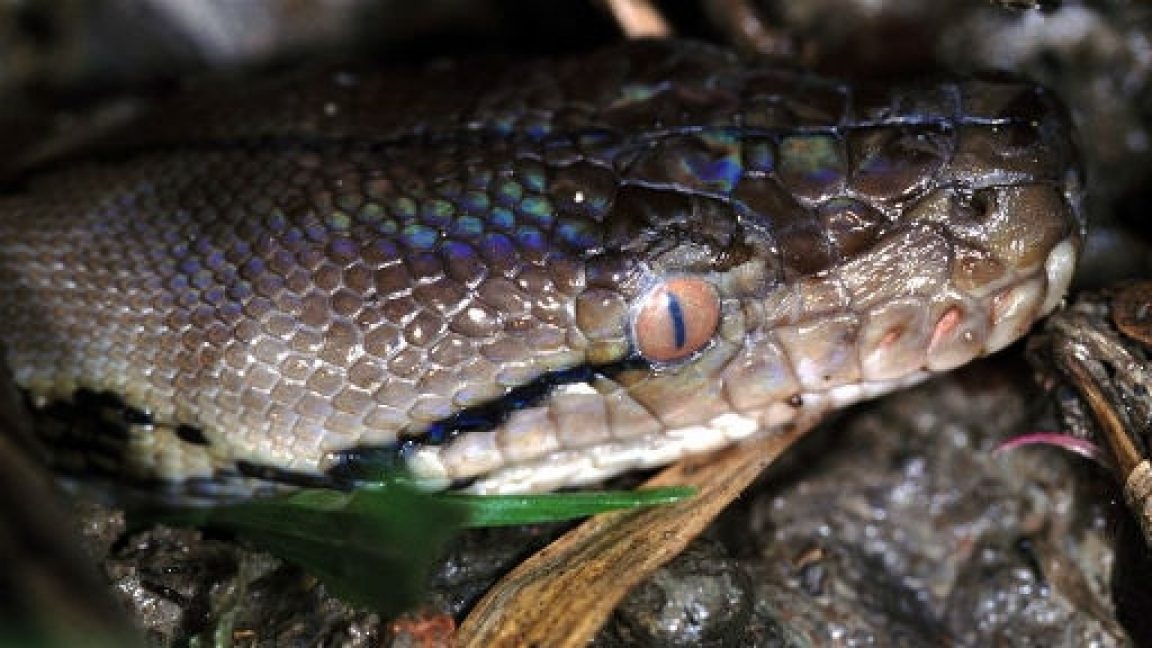 Malaysian Reticulated Python Might Be Largest on Record