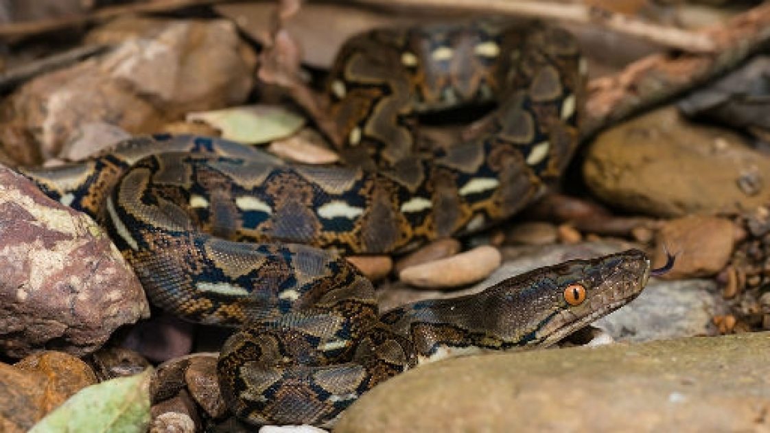 Malaysian Reticulated Python Might Be Largest on Record