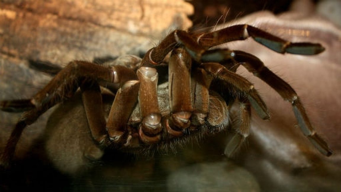 This Spider is Bigger Than Your Face and Can Shoot “Arrows” At You