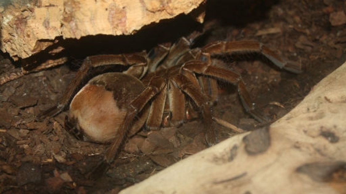 This Spider is Bigger Than Your Face and Can Shoot “Arrows” At You