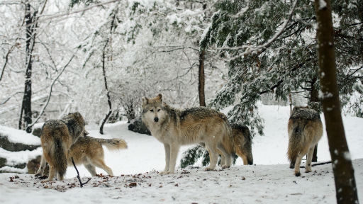 Wolves Prove We've Got 'Alphas' All Wrong