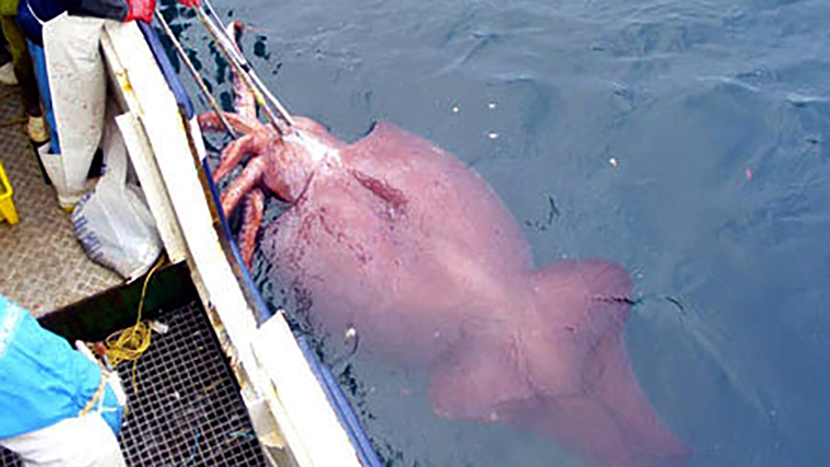 This Elusive Squid Outsizes Giant Squid Has Hooks On Its Tentacles 