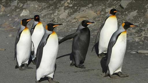 What is a group of penguins floating in the ocean called? 