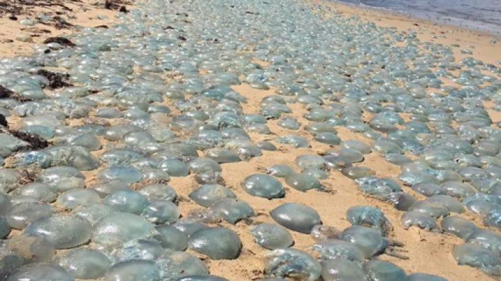 Hordes of Jellyfish Take Over Australian Beach